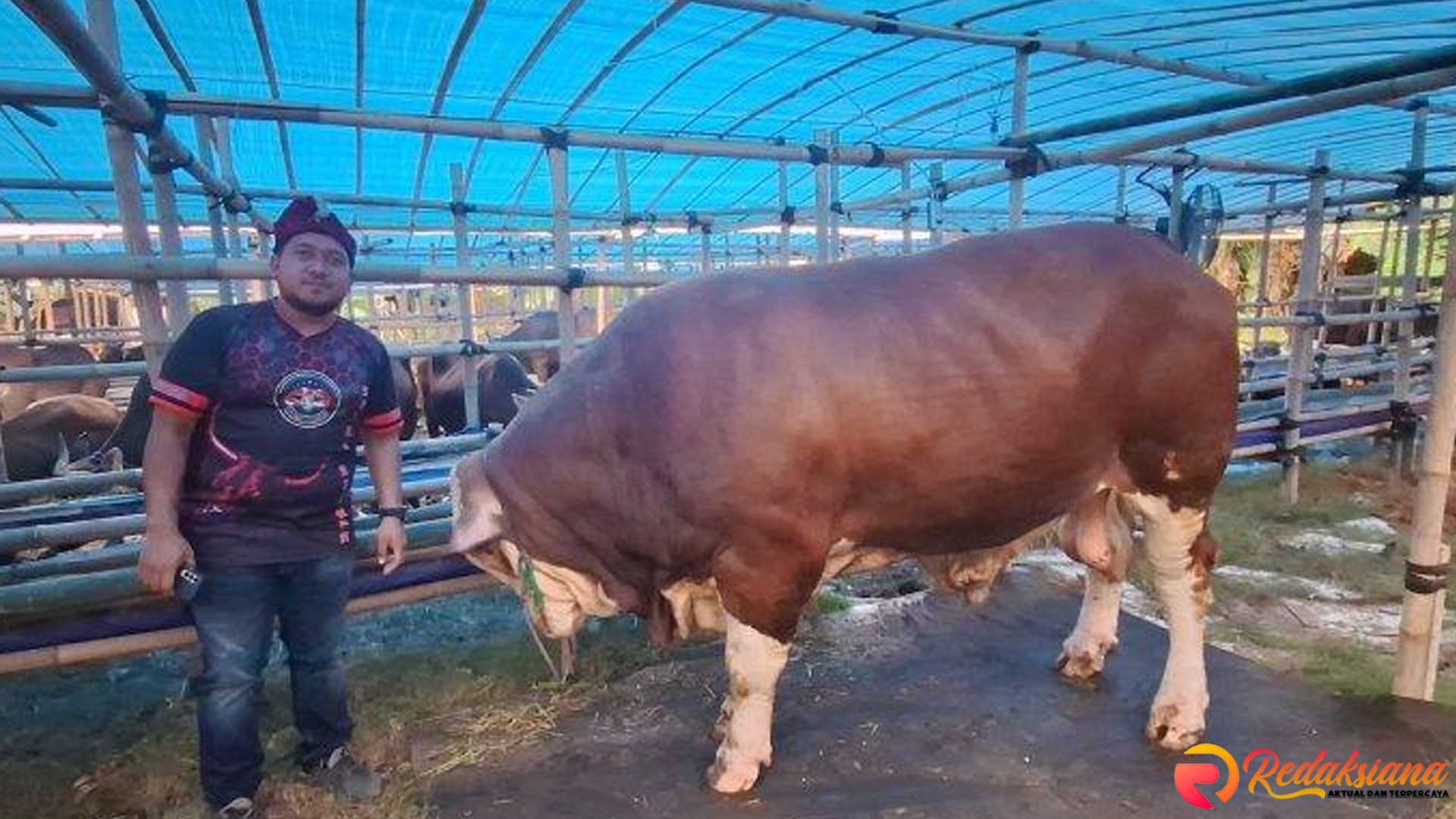 Lapak Kurban Ciracas Sukses Menjual 100 Sapi dalam Sepekan