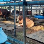 Lapak Kurban Ciracas Sukses Menjual 100 Sapi dalam Sepekan