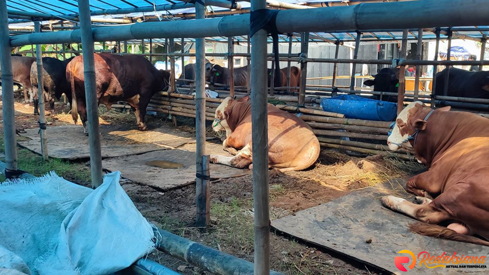 Lapak Kurban Ciracas Sukses Menjual 100 Sapi dalam Sepekan