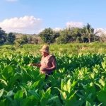 Petani Magetan Rugi, Harga Tembakau Turun Drastis ke Rp 3.500