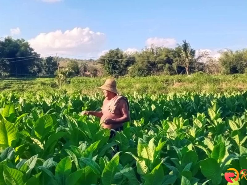 Petani Magetan Rugi, Harga Tembakau Turun Drastis ke Rp 3.500