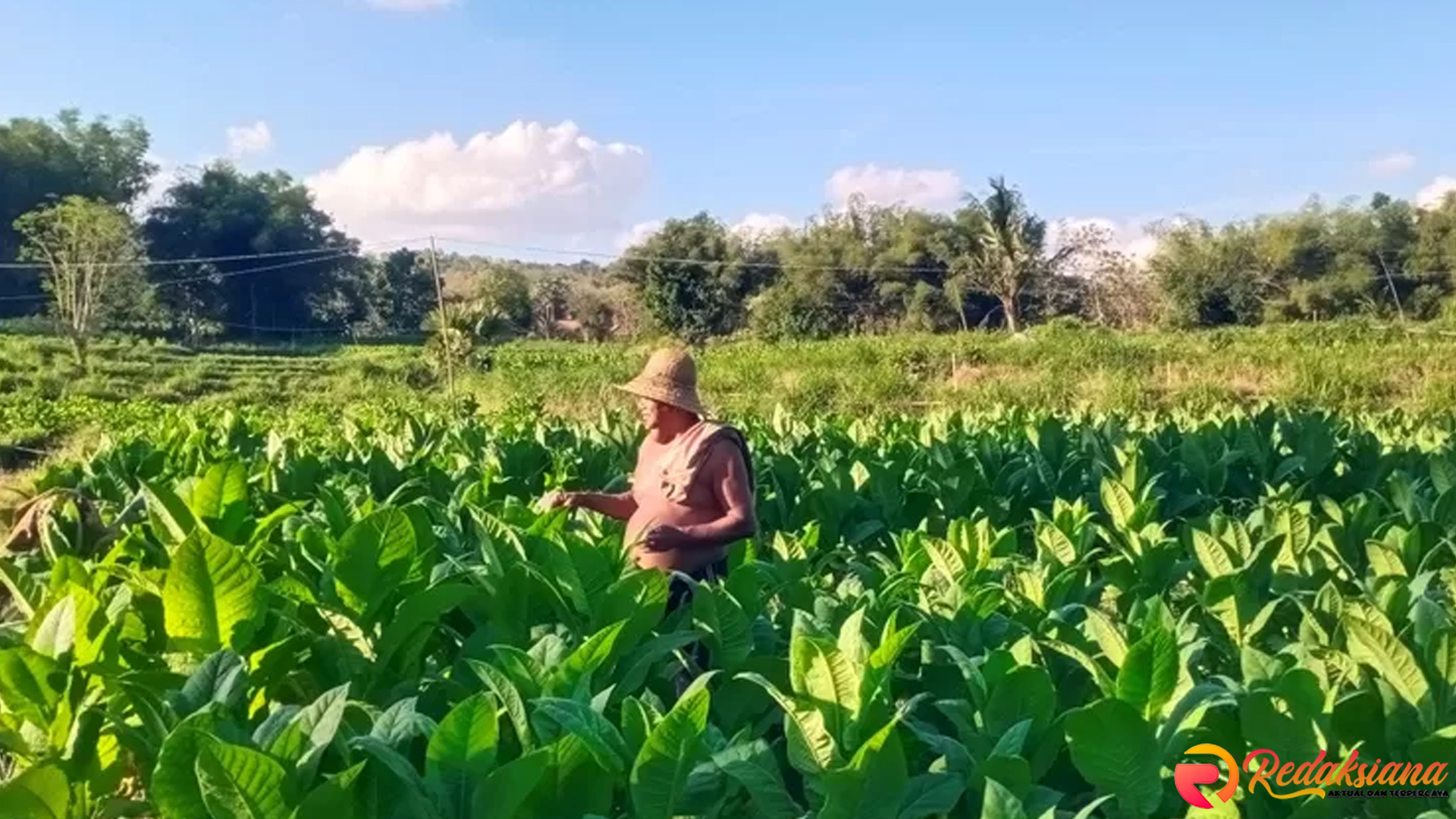 Petani Magetan Rugi, Harga Tembakau Turun Drastis ke Rp 3.500