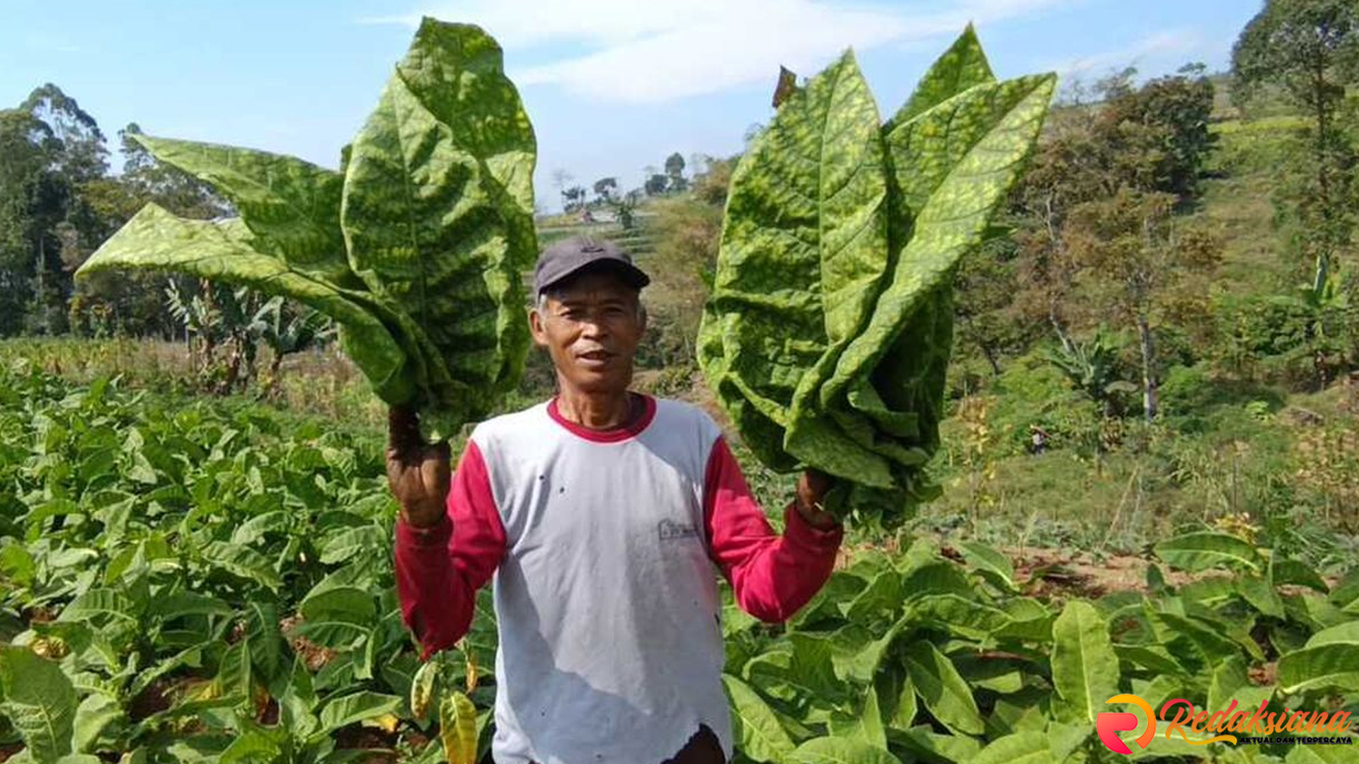 Petani Magetan Rugi, Harga Tembakau Turun Drastis ke Rp 3.500
