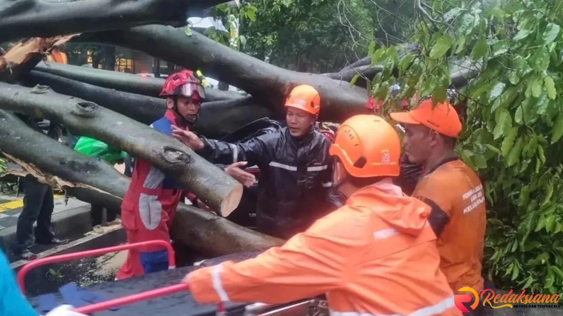 Setelah DKI Fokus Pemangkasan 5 Wilayah Pohon Tumbang