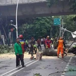 Setelah DKI Fokus Pemangkasan 5 Wilayah Pohon Tumbang